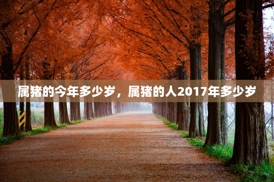 属猪的今年多少岁，属猪的人2017年多少岁