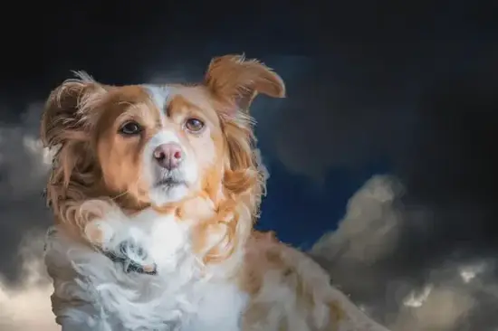 生肖狗财富方位