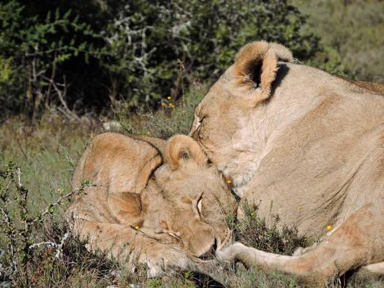 射手座和狮子座谁最厉害(星座大战谁能夺得胜利)