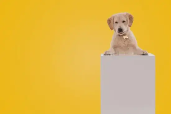 生肖狗2025年星象图