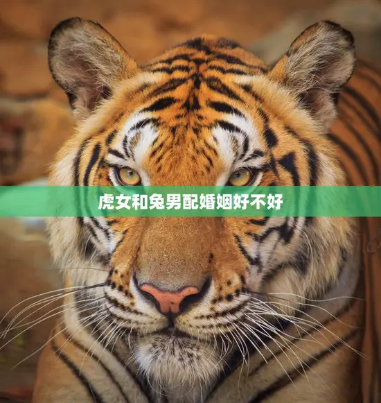 虎女和兔男配婚姻好不好(如何避免婚姻危机)