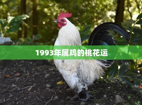 1993年属鸡的桃花运(爱情运势如何)