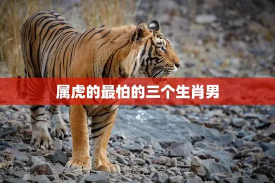 属虎的最怕的三个生肖男(揭秘你中招了吗)