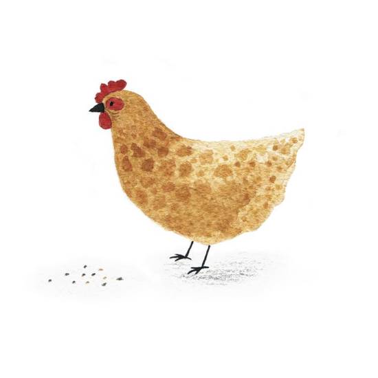 属鸡的今年几岁对应岁数(详解属鸡人的年龄计算方法)