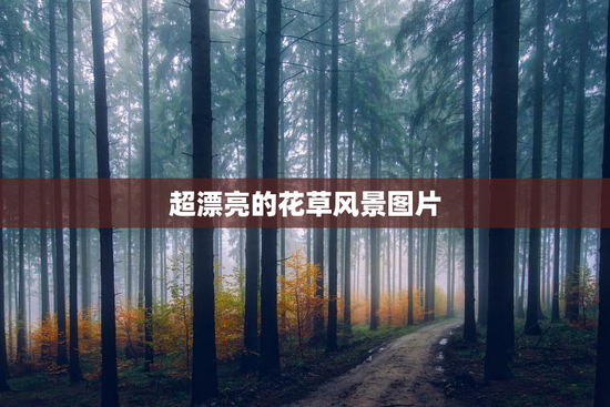 超漂亮的花草风景图片