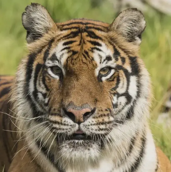 生肖虎麻将布局