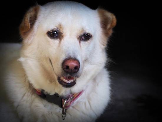 94年属狗女姻缘在哪年(寻找命中注定的爱情)