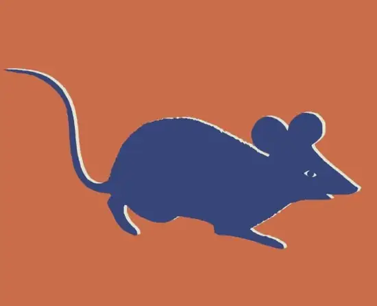 生肖鼠亲子互动