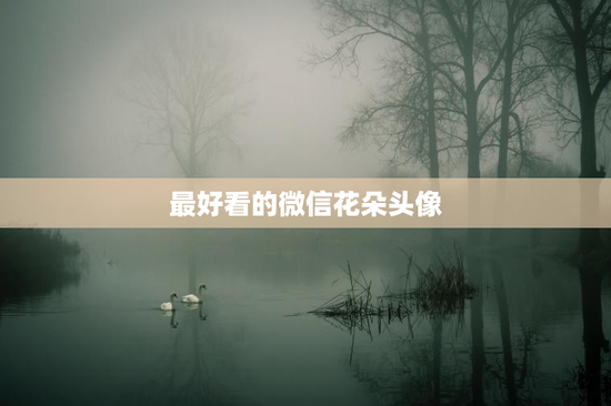 最好看的微信花朵头像