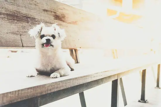 属狗和十二生肖哪些相冲(十二生肖中狗与哪些动物不和谐)