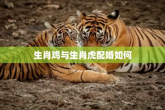 生肖鸡与生肖虎配婚如何(如何让鸡虎配对更加和谐)
