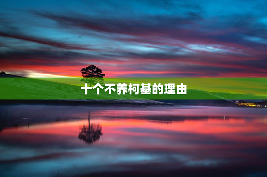 十个不养柯基的理由