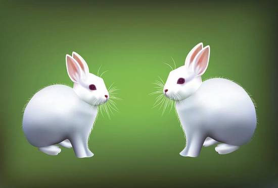 属猪属兔的属相合不合财(财运如何)