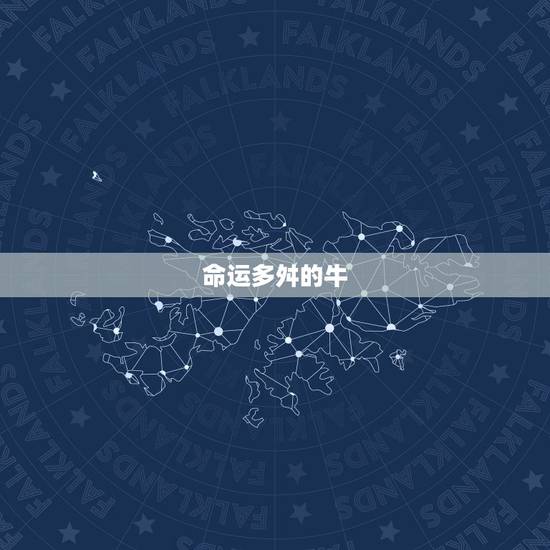 命运多舛的牛
