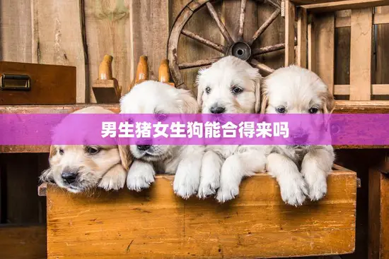 男生猪女生狗能合得来吗(星座专家揭秘这两个属相的恋爱关系)