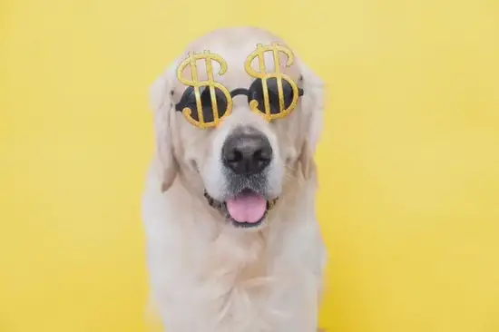 戌狗健康禁忌详解