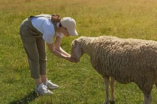 生肖羊理财趋势图