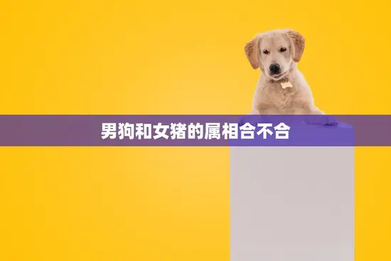 男狗和女猪的属相合不合(你知道吗)