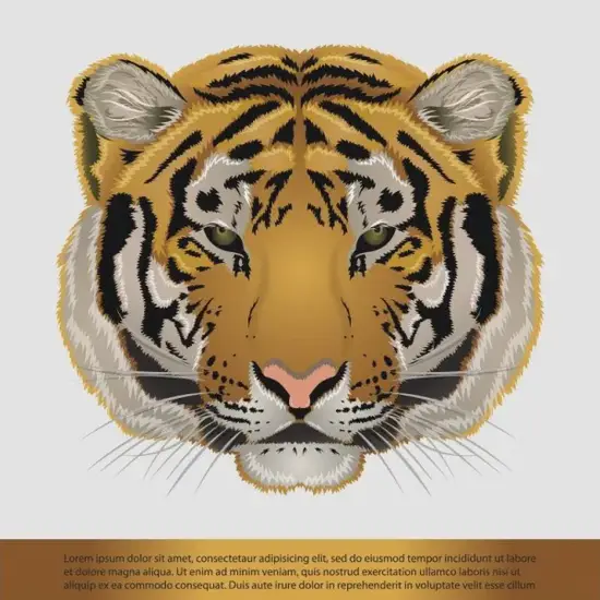 生肖虎运势转折点