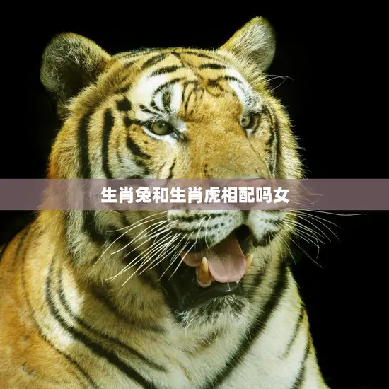 生肖兔和生肖虎相配吗女(解析兔虎姻缘如何)