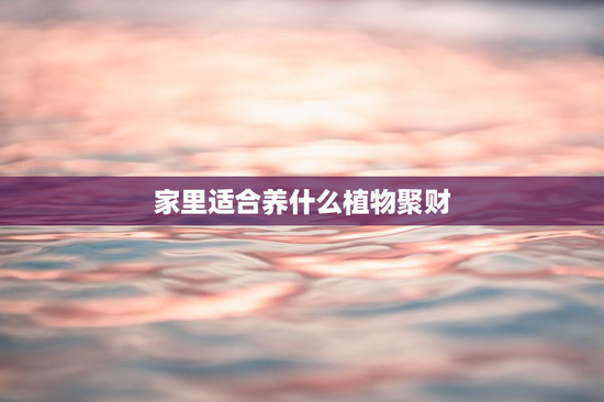 家里适合养什么植物聚财