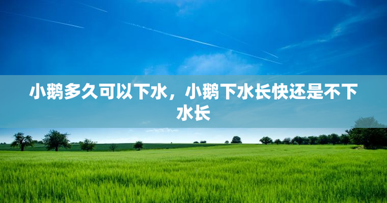 小鹅多久可以下水，小鹅下水长快还是不下水长