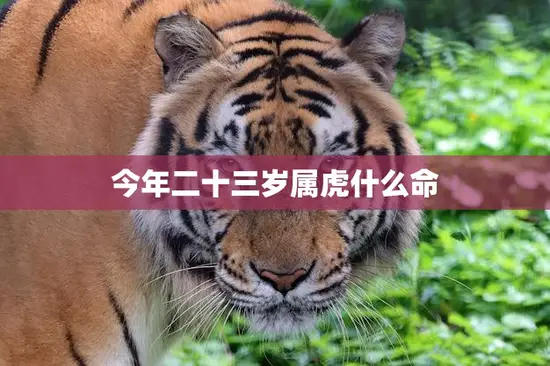 今年二十三岁属虎什么命(解析属虎人的运势与命运)