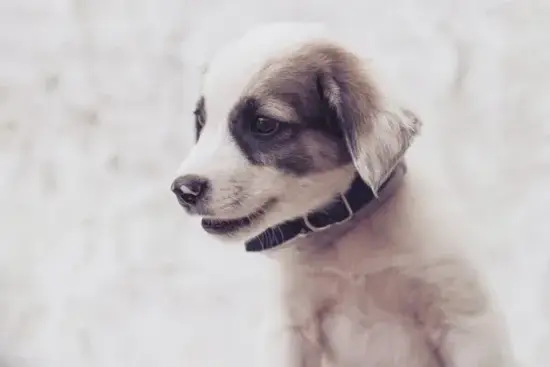 东南方吉位布局