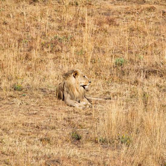 狮子座几岁最丑几岁最好看(星座专家揭秘狮子座美丽转折点)
