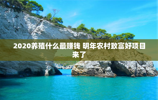 2020养殖什么最赚钱 明年农村致富好项目来了