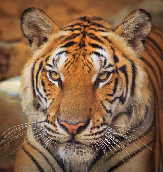 属虎的2023多大年龄(猛虎出山迎接新时代)