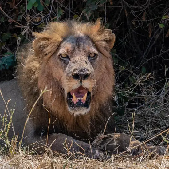 狮子座女生2023年运势(狮子女2023年财运亨通感情生活平稳)