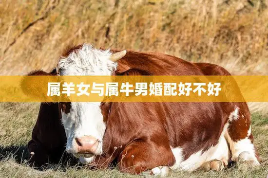 属羊女与属牛男婚配好不好(星座配对分析)