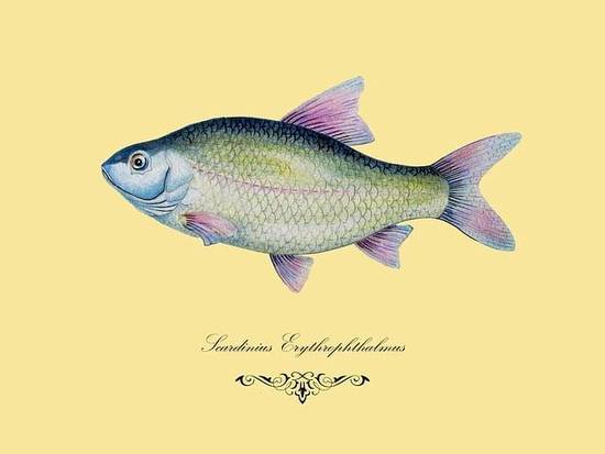 双子女和双鱼座男合适吗(星座配对分析)