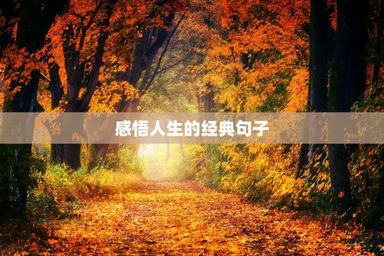 感悟人生的经典句子
