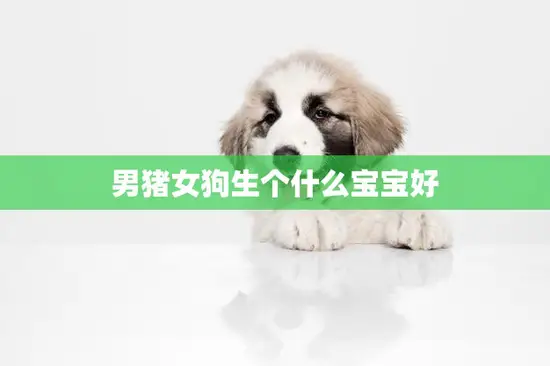 男猪女狗生个什么宝宝好(如何选择最佳的宝宝性别)