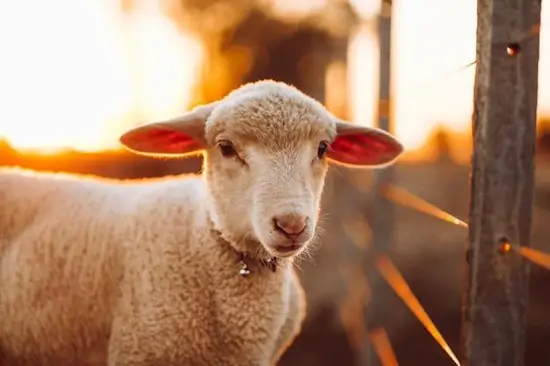 属羊人2023年(财运如何)