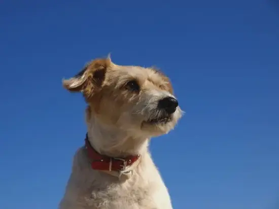 生肖狗麻将方位