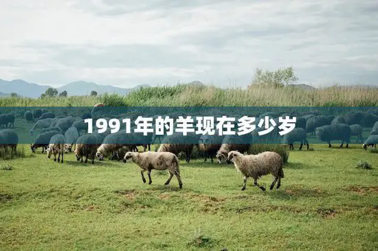 1991年的羊现在多少岁(回顾过去展望未来)