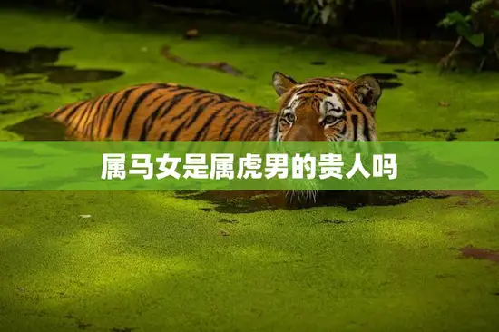 属马女是属虎男的贵人吗(解析属马女与属虎男的缘分)