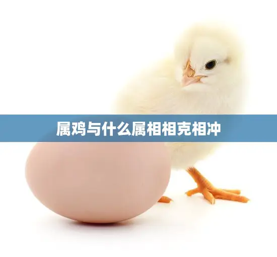 属鸡与什么属相相克相冲(十二生肖中属鸡的人应该注意哪些属相会与自己相克相冲呢)