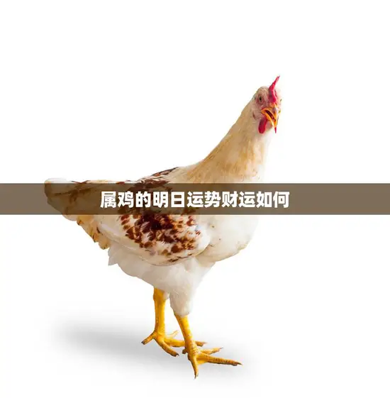 属鸡的明日运势财运如何(明日财运如何)