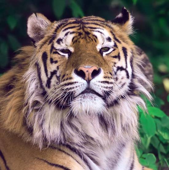 属龙和属龙的婚姻般配吗(如何避免龙争虎斗)