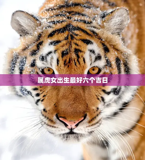 属虎女出生最好六个吉日(选定吉日幸福一生)