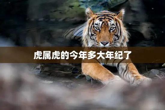 虎属虎的今年多大年纪了(揭秘虎属虎的寿命和年龄计算方法)