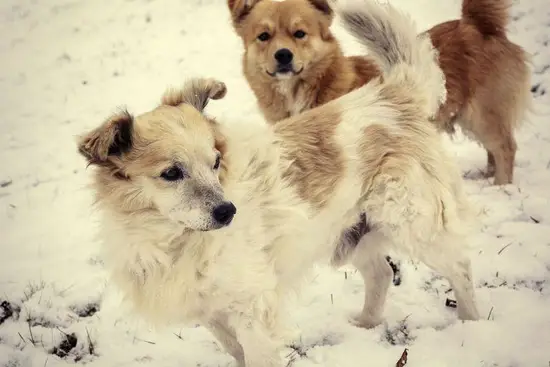男猪女狗生个什么宝宝好(如何选择最佳的宝宝性别)