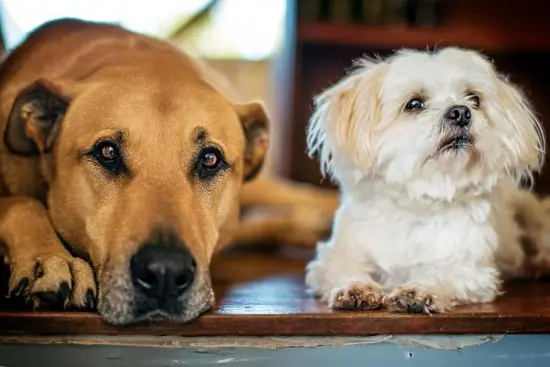 男狗和女猪的属相合不合(你知道吗)