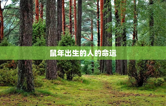 鼠年出生的人的命运