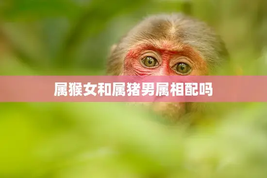 属猴女和属猪男属相配吗(星座配对分析)