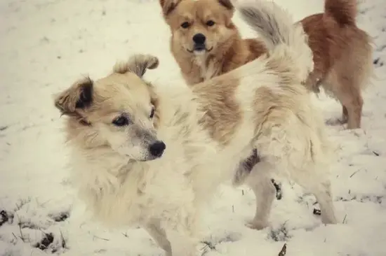 生肖狗今日幸运方位